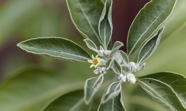 ASHWAGANDHA: THE HEALING ADAPTOGENIC HERB WITH SCIENCE-BACKED BENEFITS